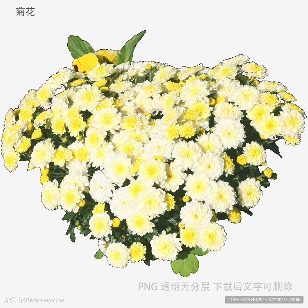 心形黄白菊花花束