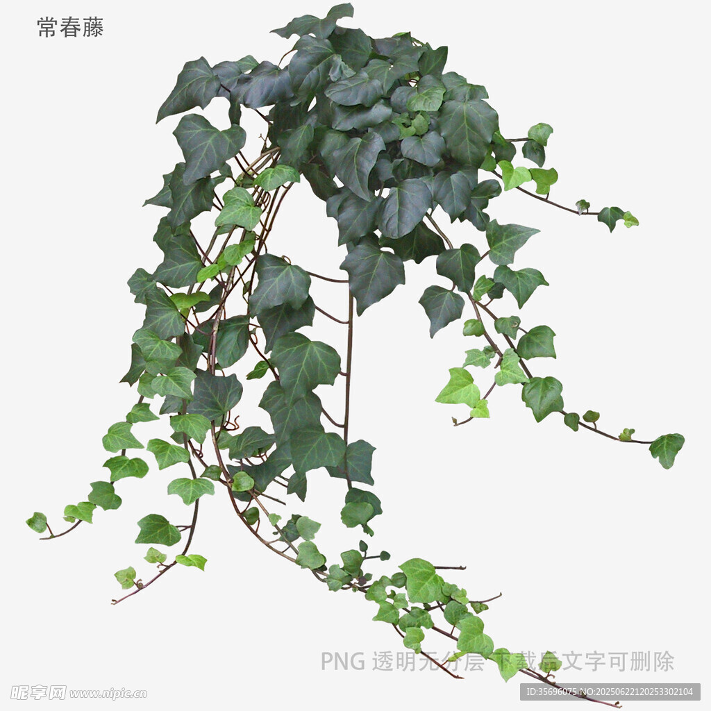 垂吊常春藤绿植清新画面