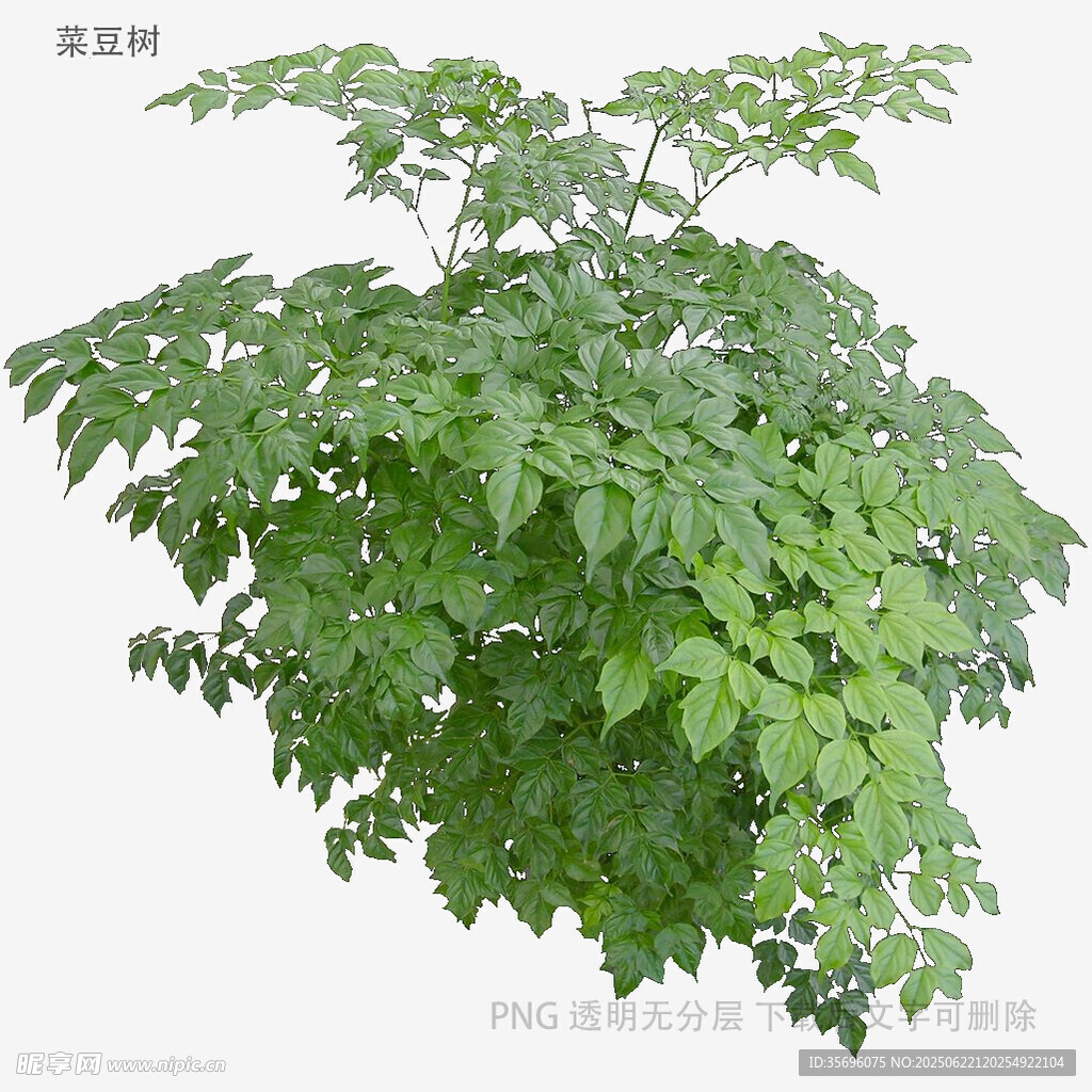 茂盛绿植