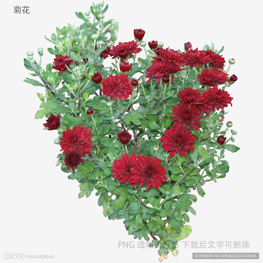 鲜艳红菊绽放