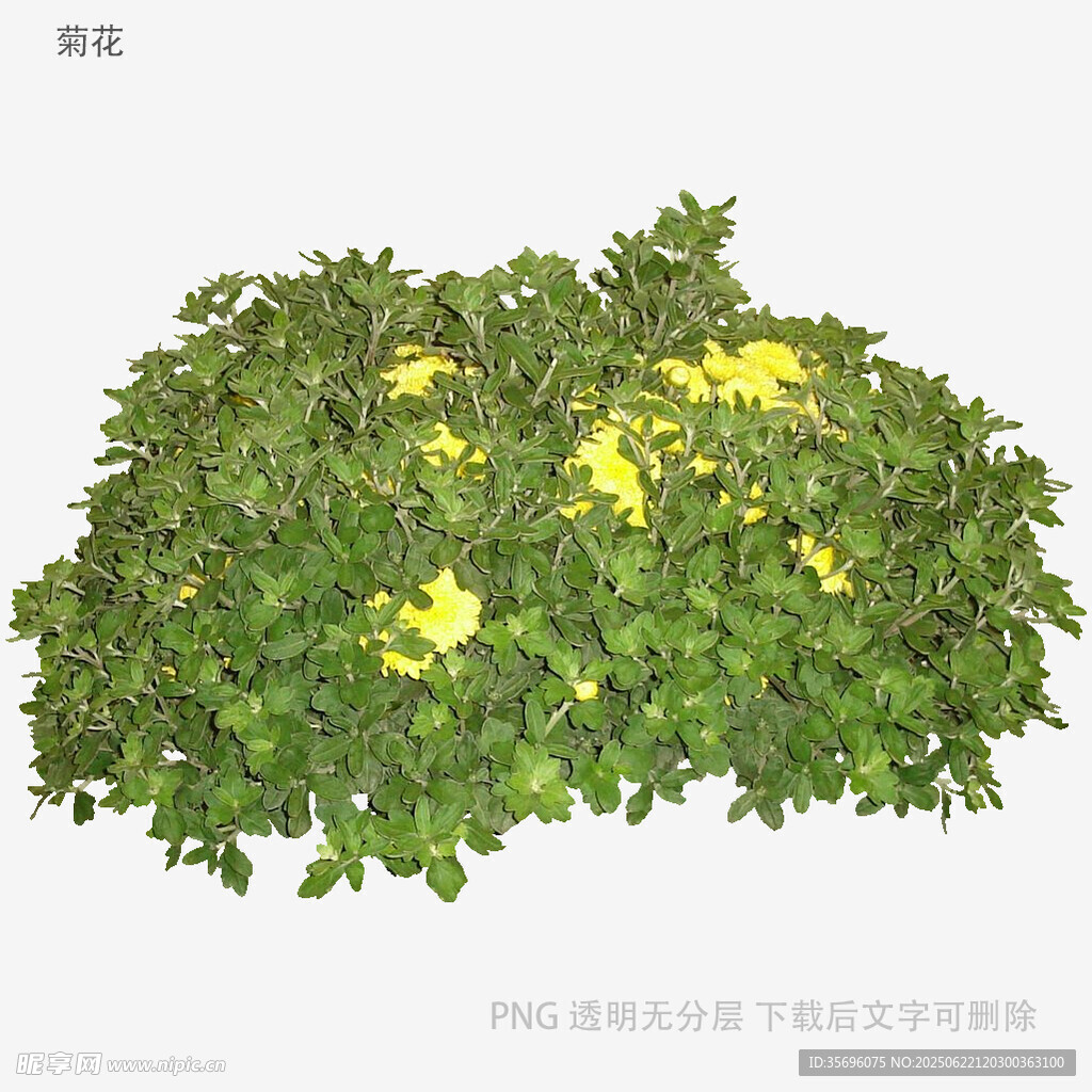 绿叶丛中点缀黄色小花