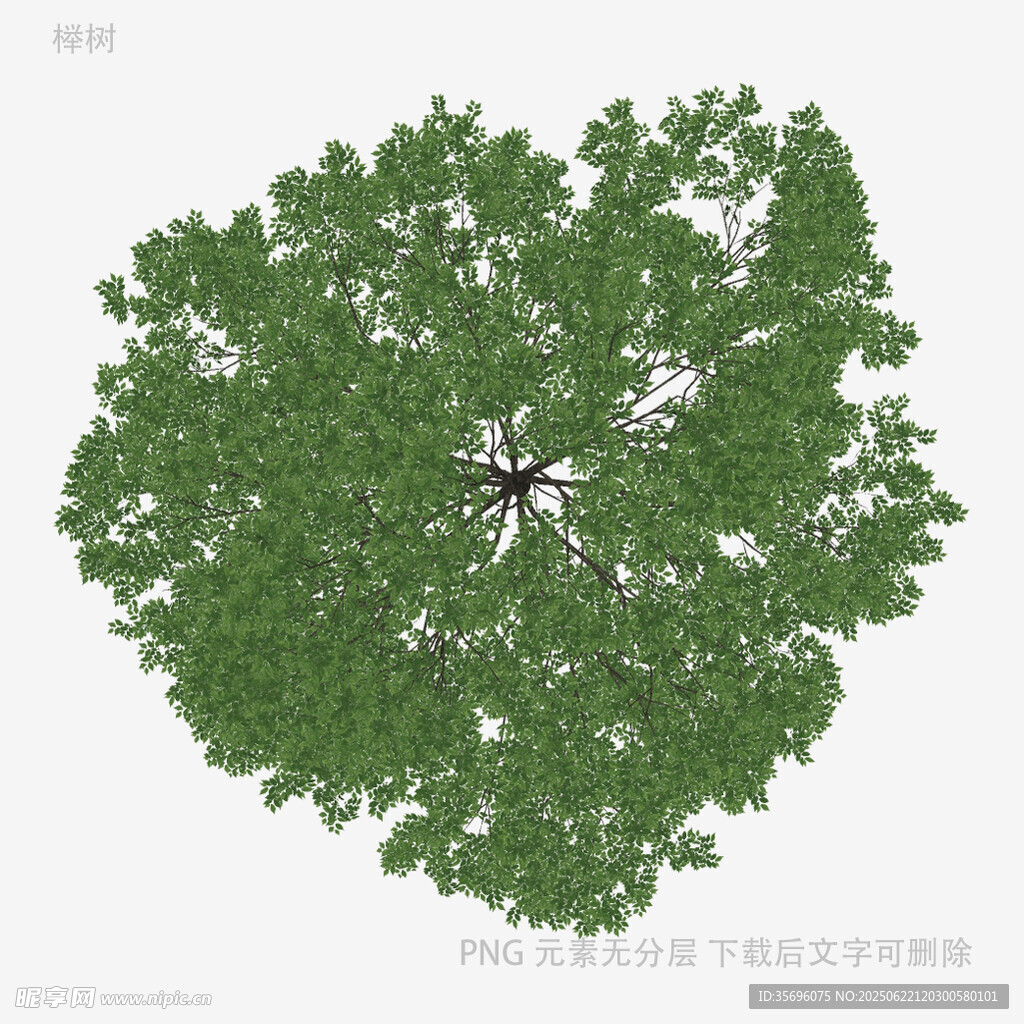 心形树冠树木俯视图
