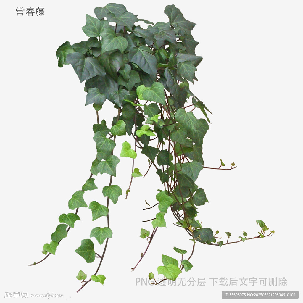 翠绿常春藤植物素材图