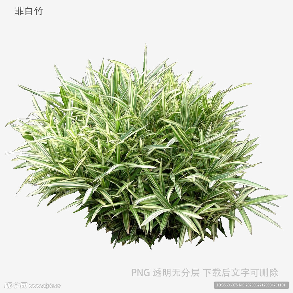 翠绿丛生草本植物