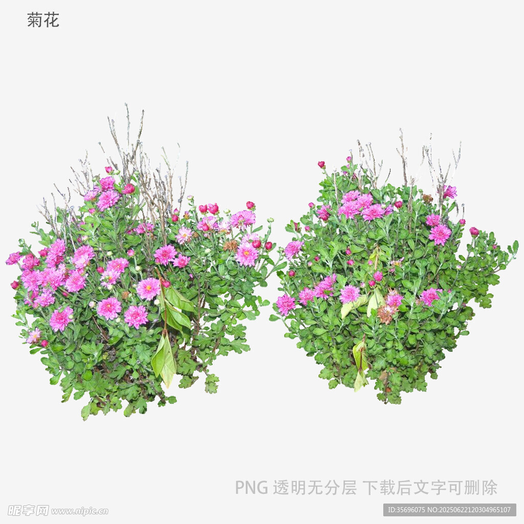 两盆繁茂的粉色花卉植物