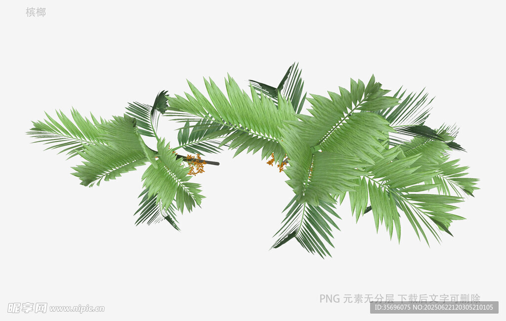 绿色棕榈叶植物素材