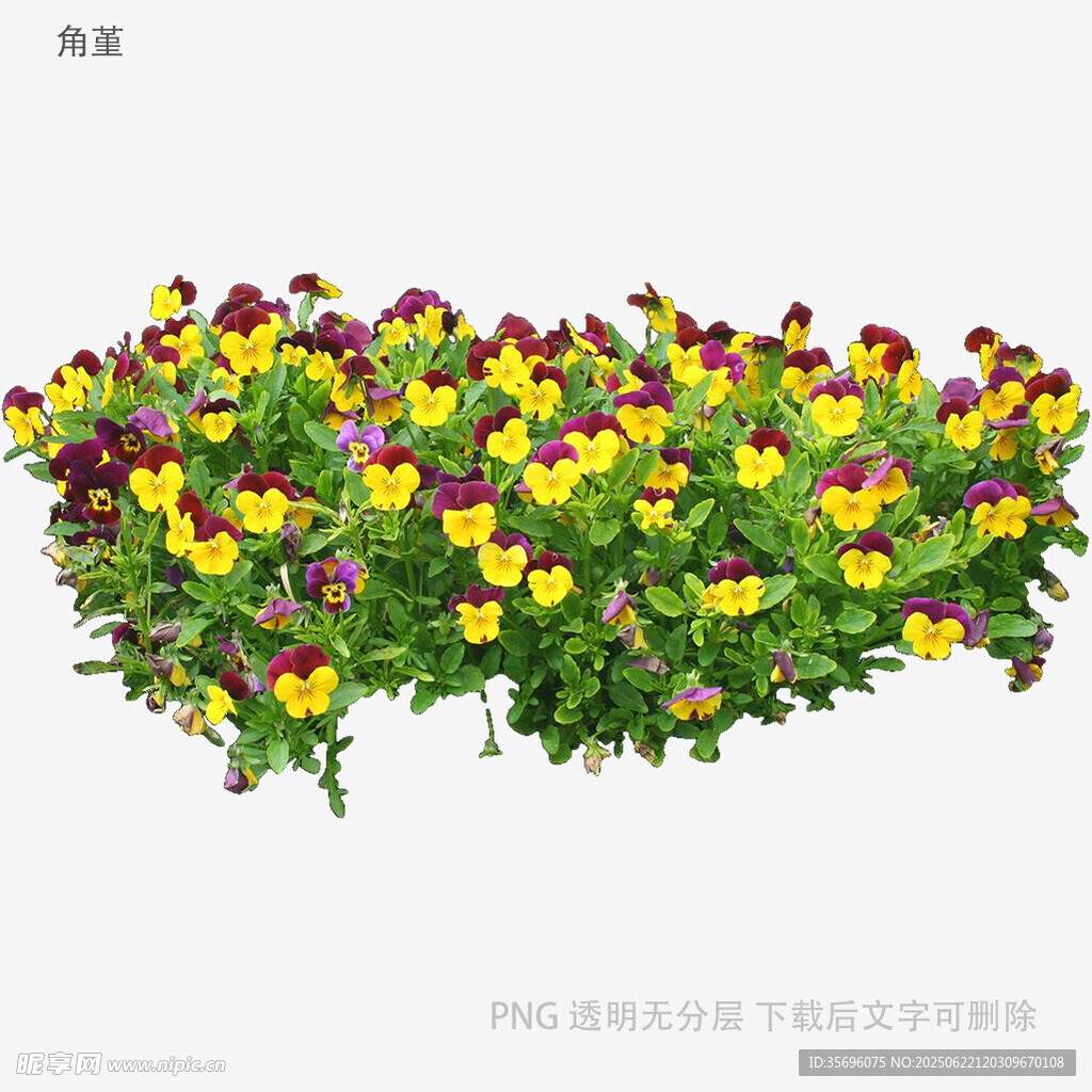 多彩三色堇花卉植物