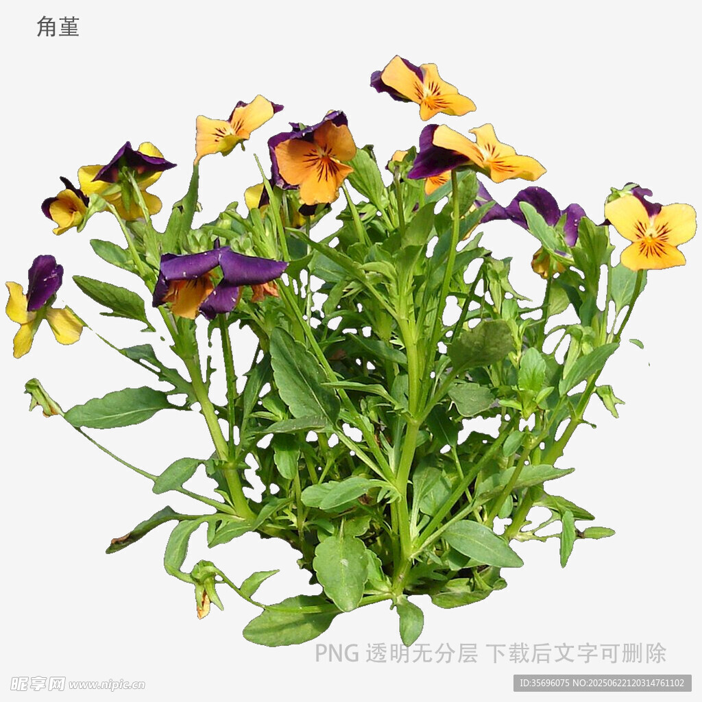 三色堇花卉植物特写