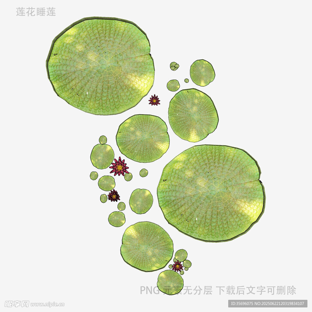 荷叶漂浮图
