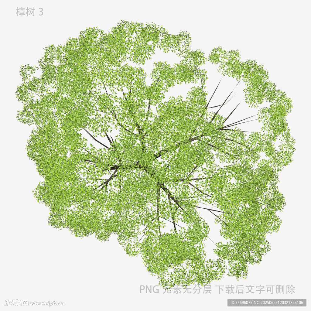 俯瞰翠绿繁茂的树冠