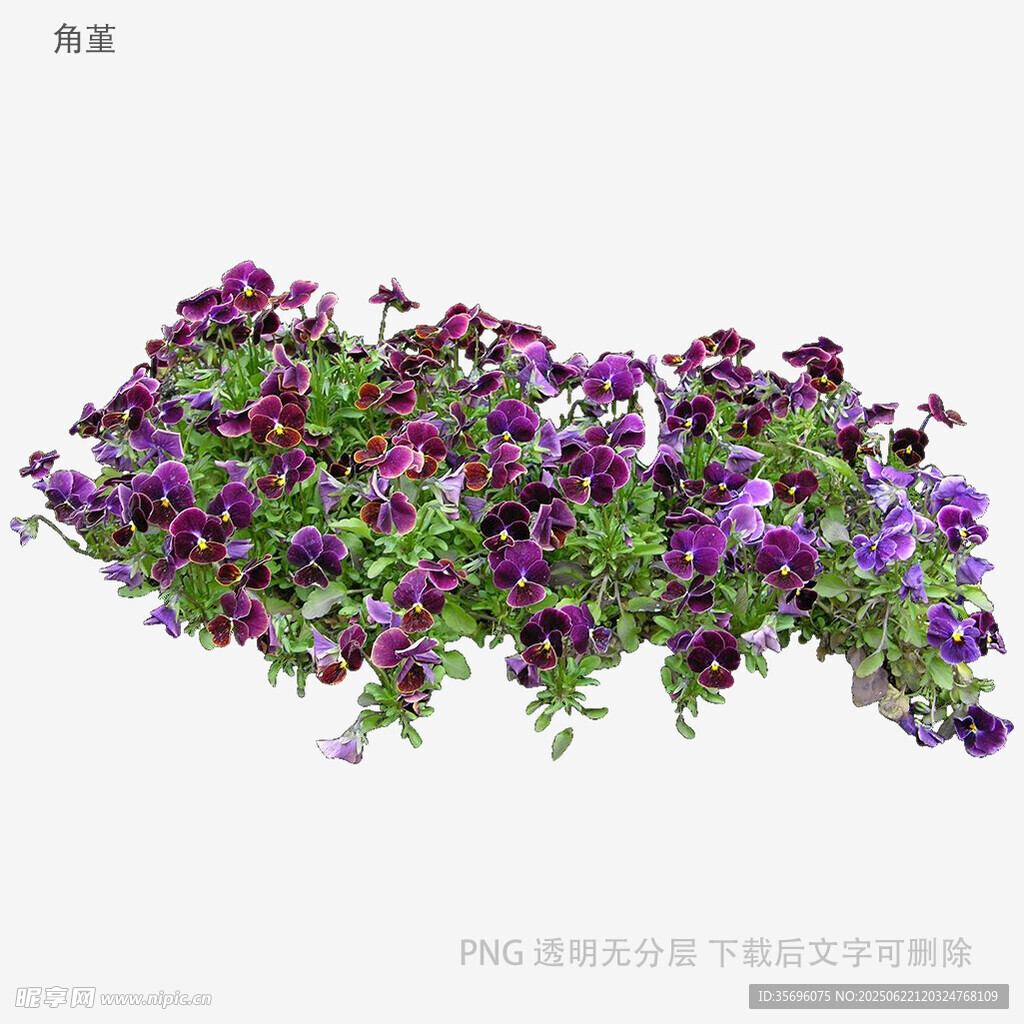 垂吊矮牵牛花卉3D模型
