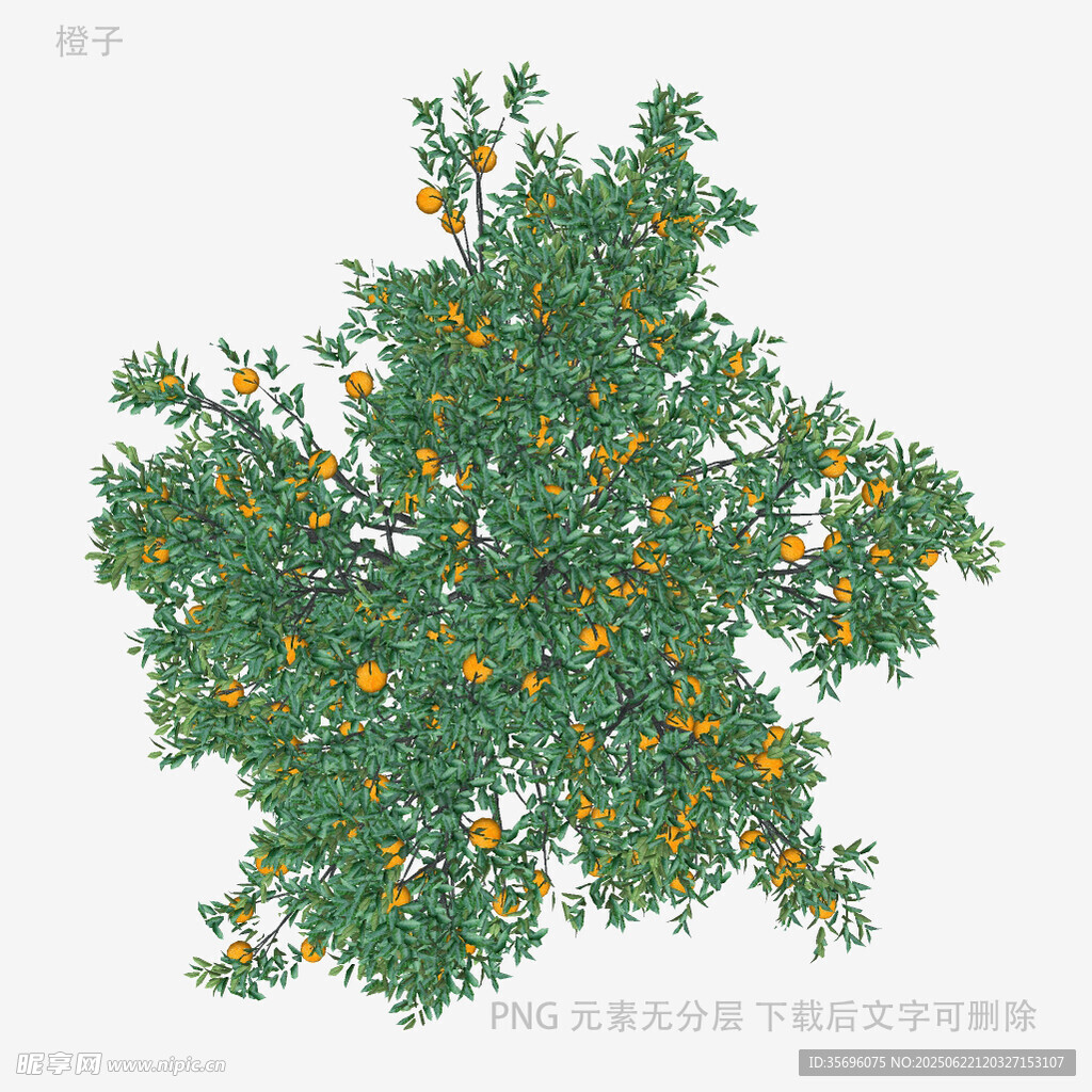 俯视视角的繁茂橘子树