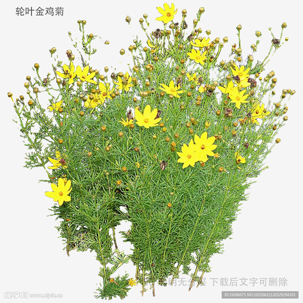 黄色小野花绿植特写