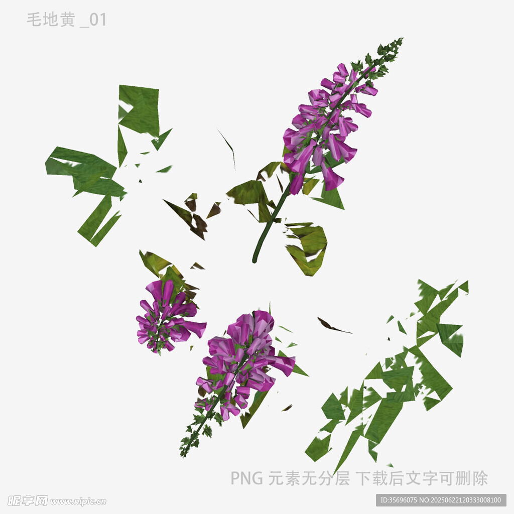 紫色花卉植物素材图