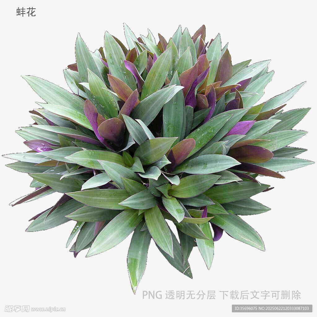 多彩芦荟植物3D模型