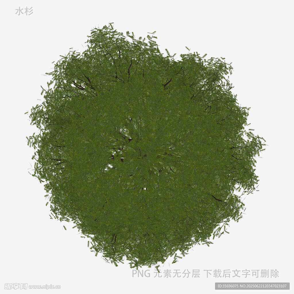 俯视视角绿色茂密树冠