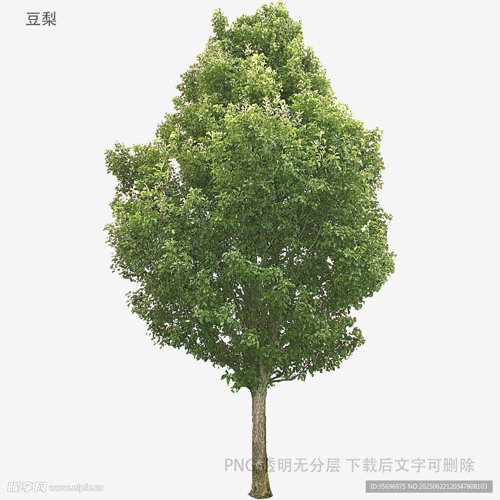 植物