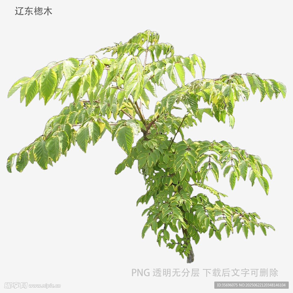 嫩绿枝叶的繁茂植物