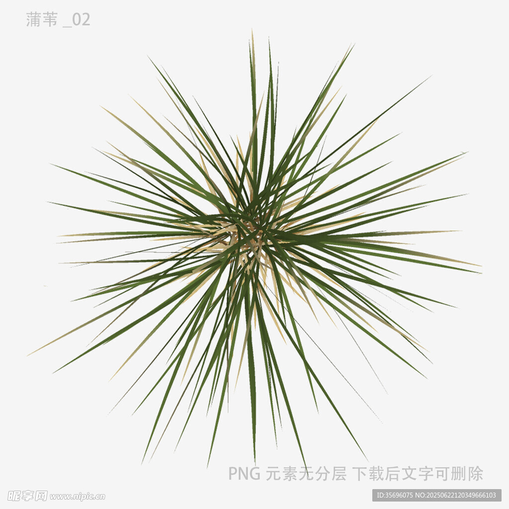 独特造型的绿色针状植物