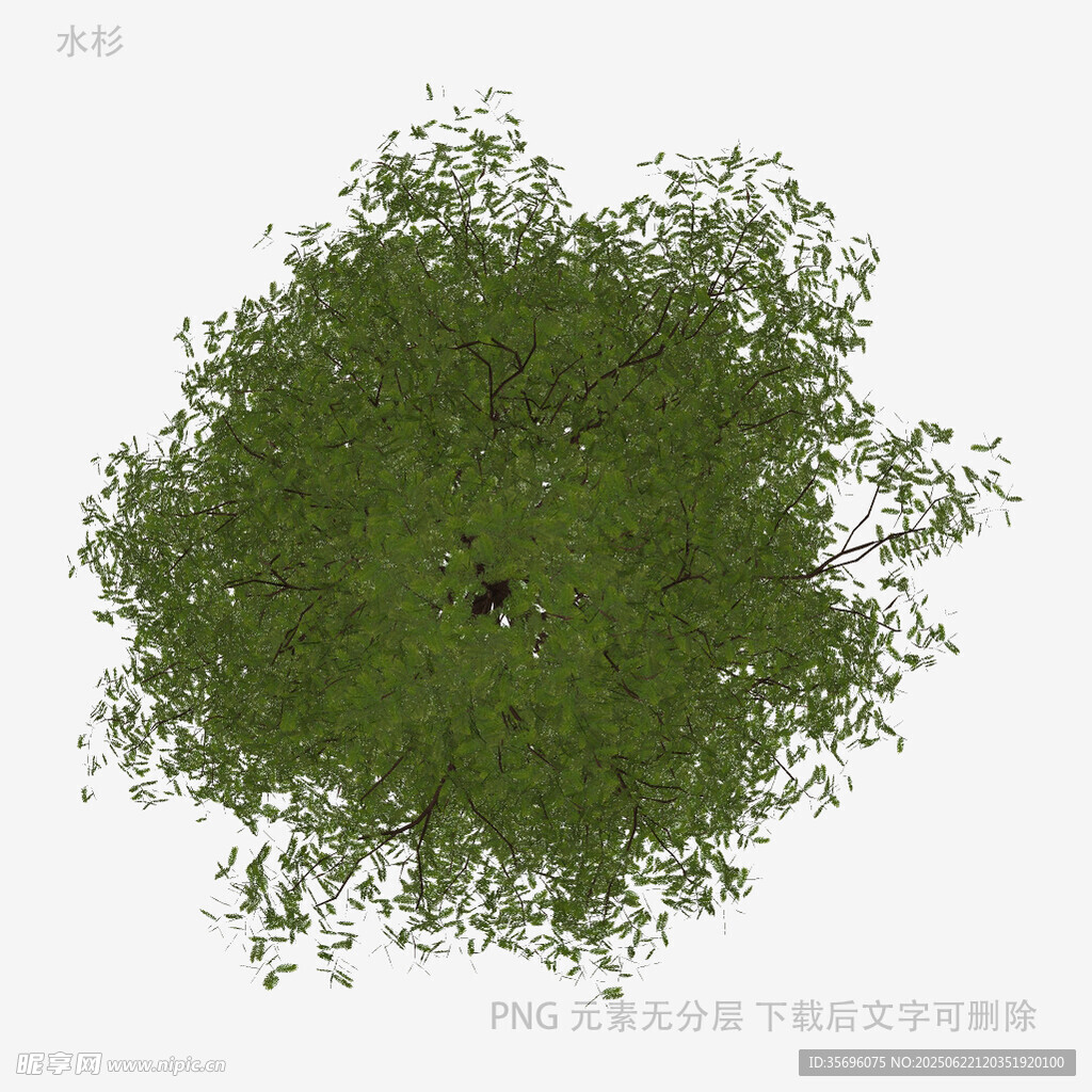 俯视视角的茂盛绿树