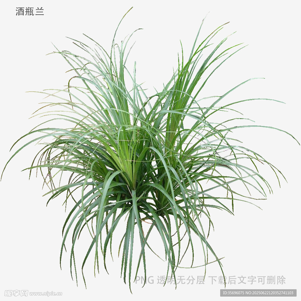 翠绿飘逸的龙须草盆栽