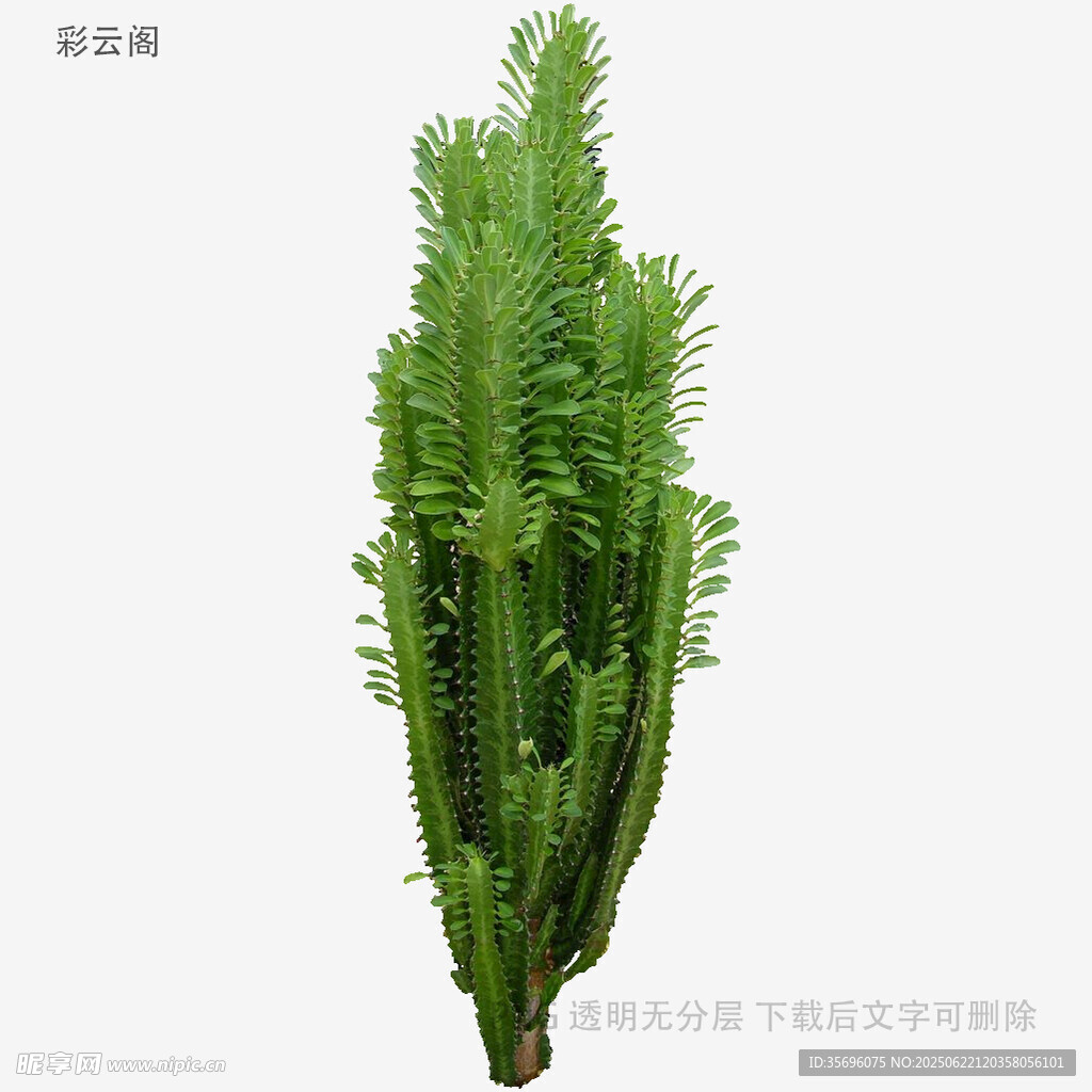 新鲜茼蒿蔬菜特写