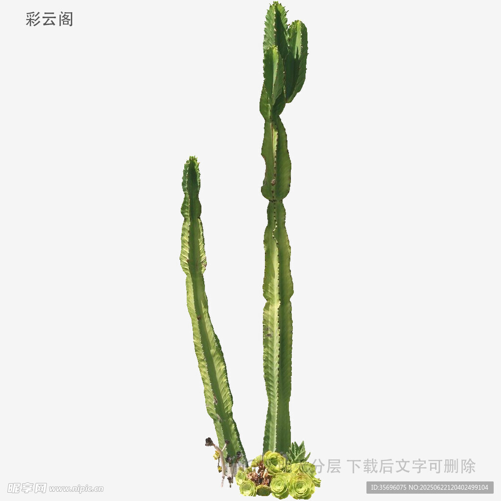 直立仙人掌特写