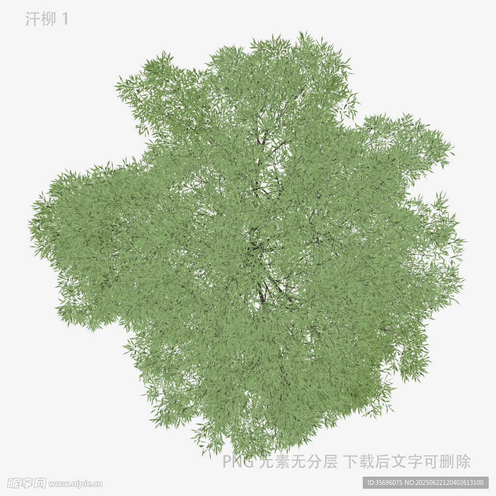 俯视视角的茂盛绿树