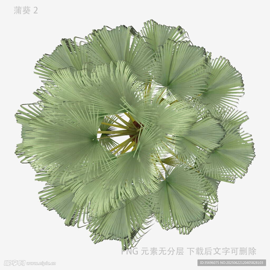 绿色花朵特写