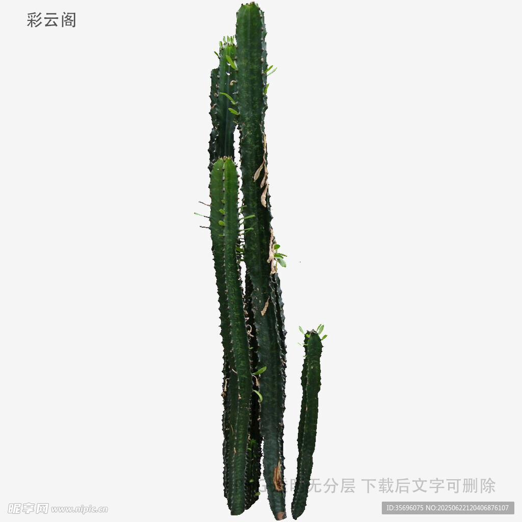 高大柱状仙人掌植物特写