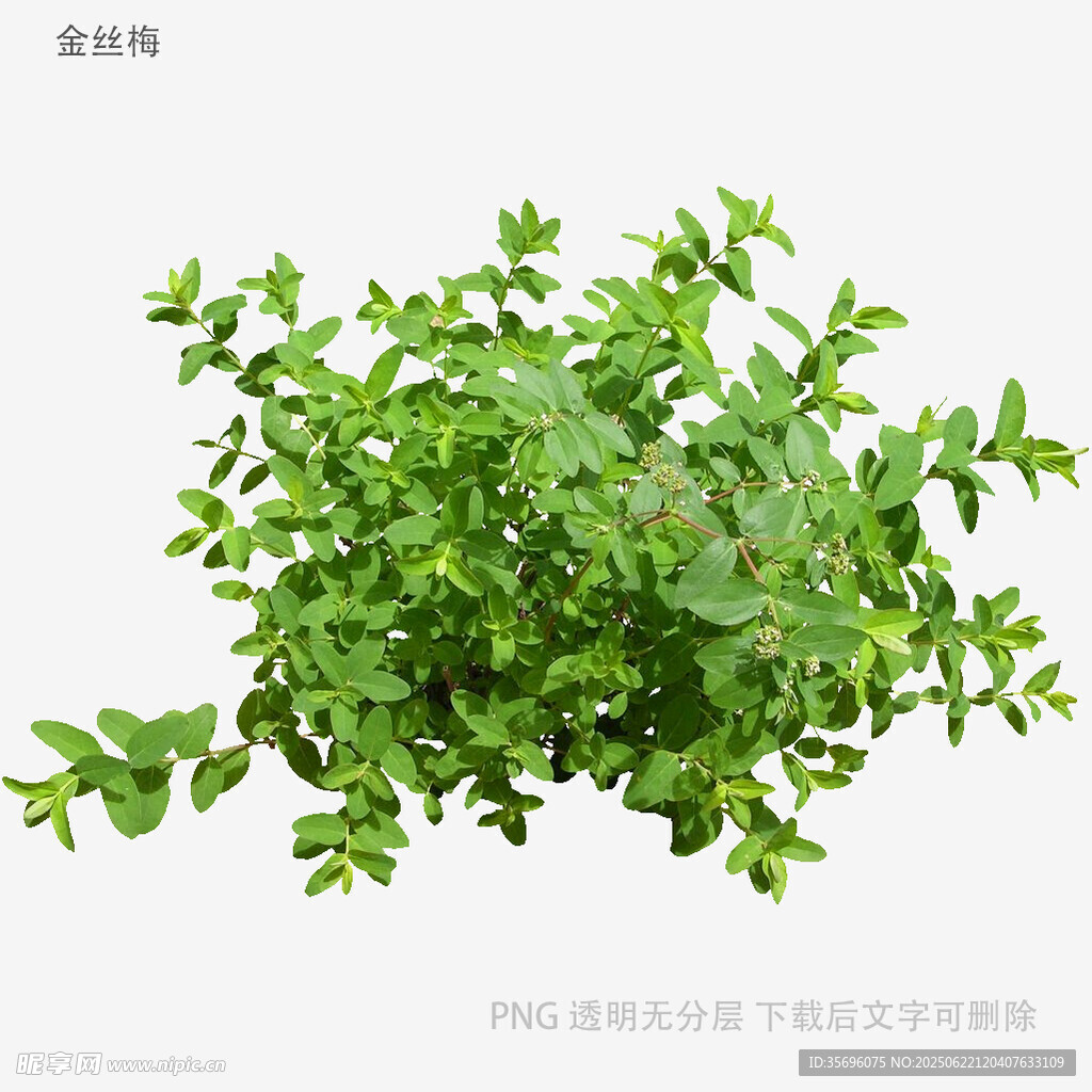 新鲜嫩绿的薄荷植株