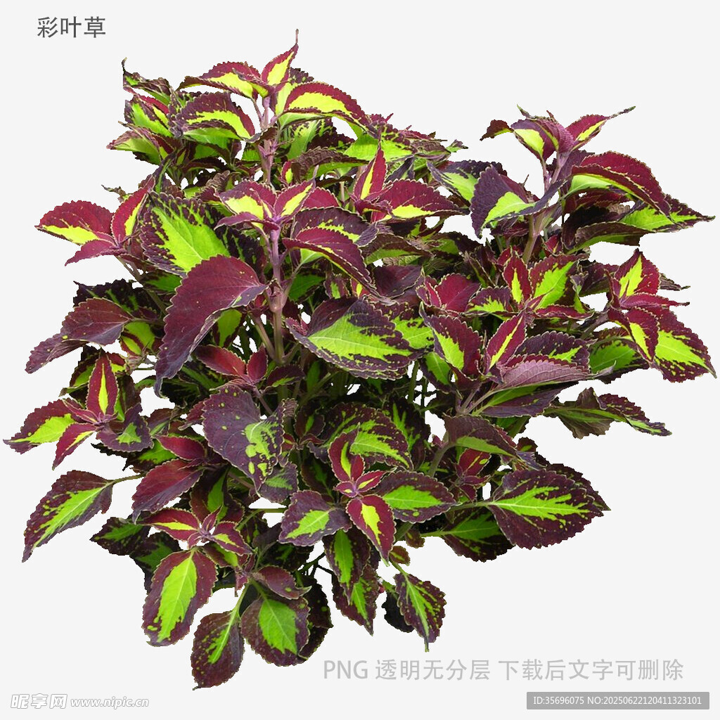 多彩斑斓彩叶草植株