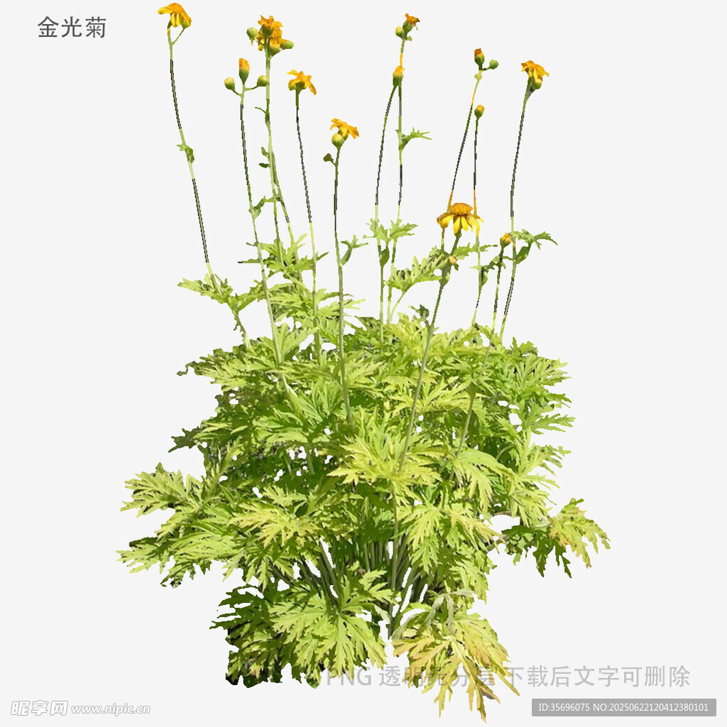 黄色小花绿植特写