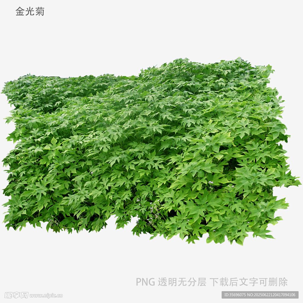 翠绿茂盛的植物叶片