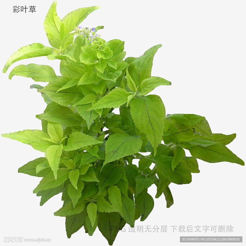 新鲜翠绿罗勒叶植物