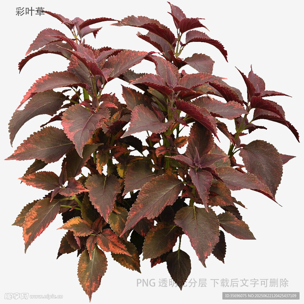 深红叶片植物特写