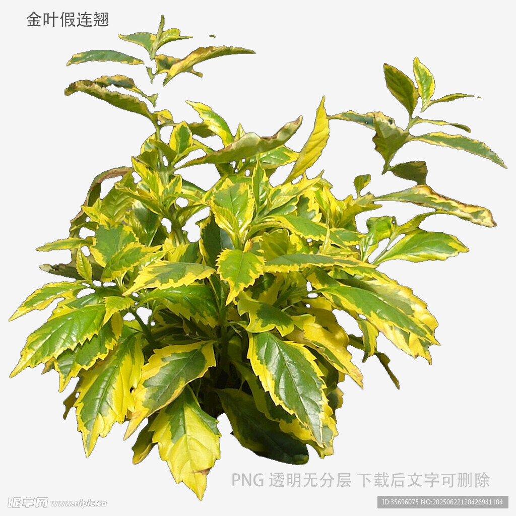 黄绿相间彩叶植物特写