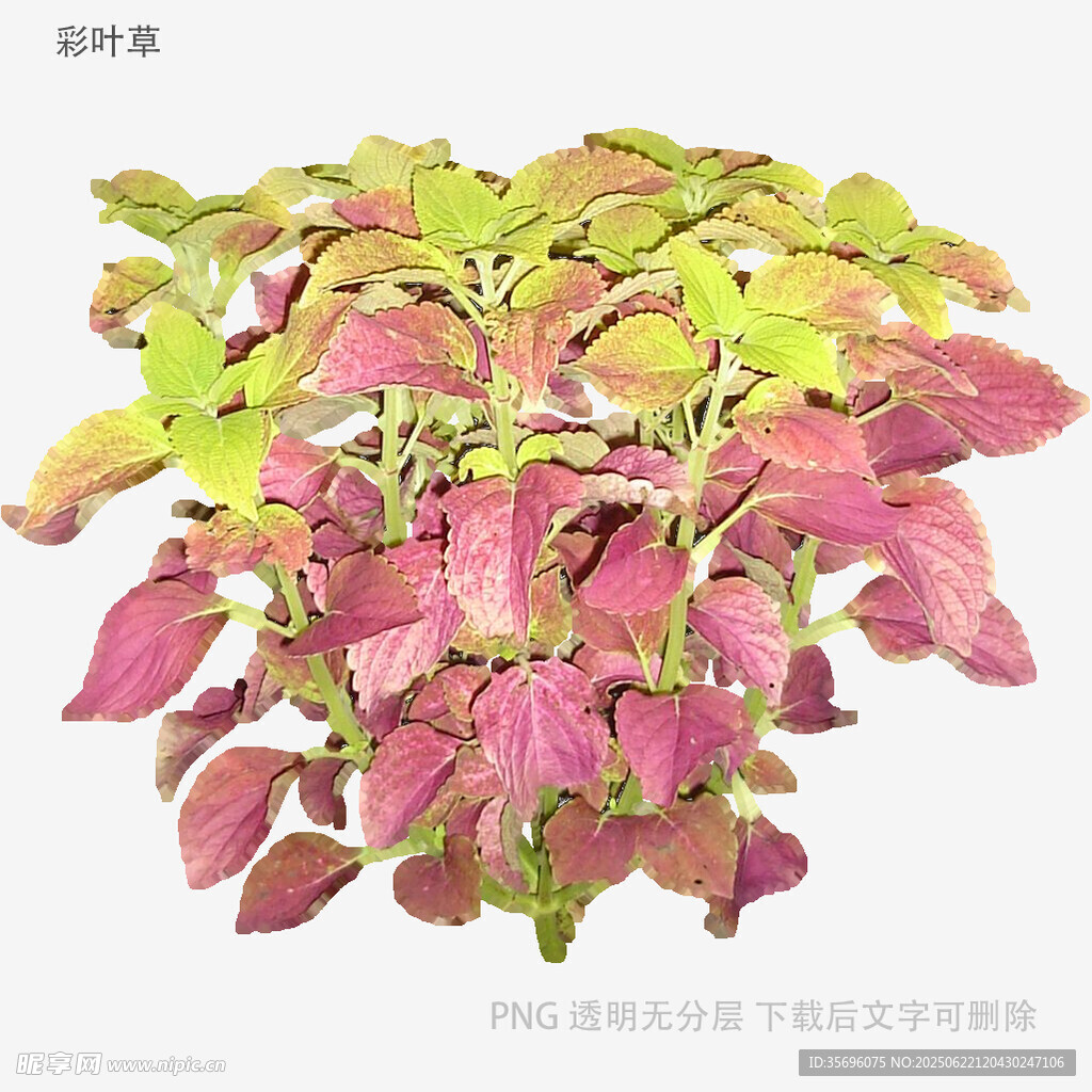 多彩斑斓的彩叶草盆栽