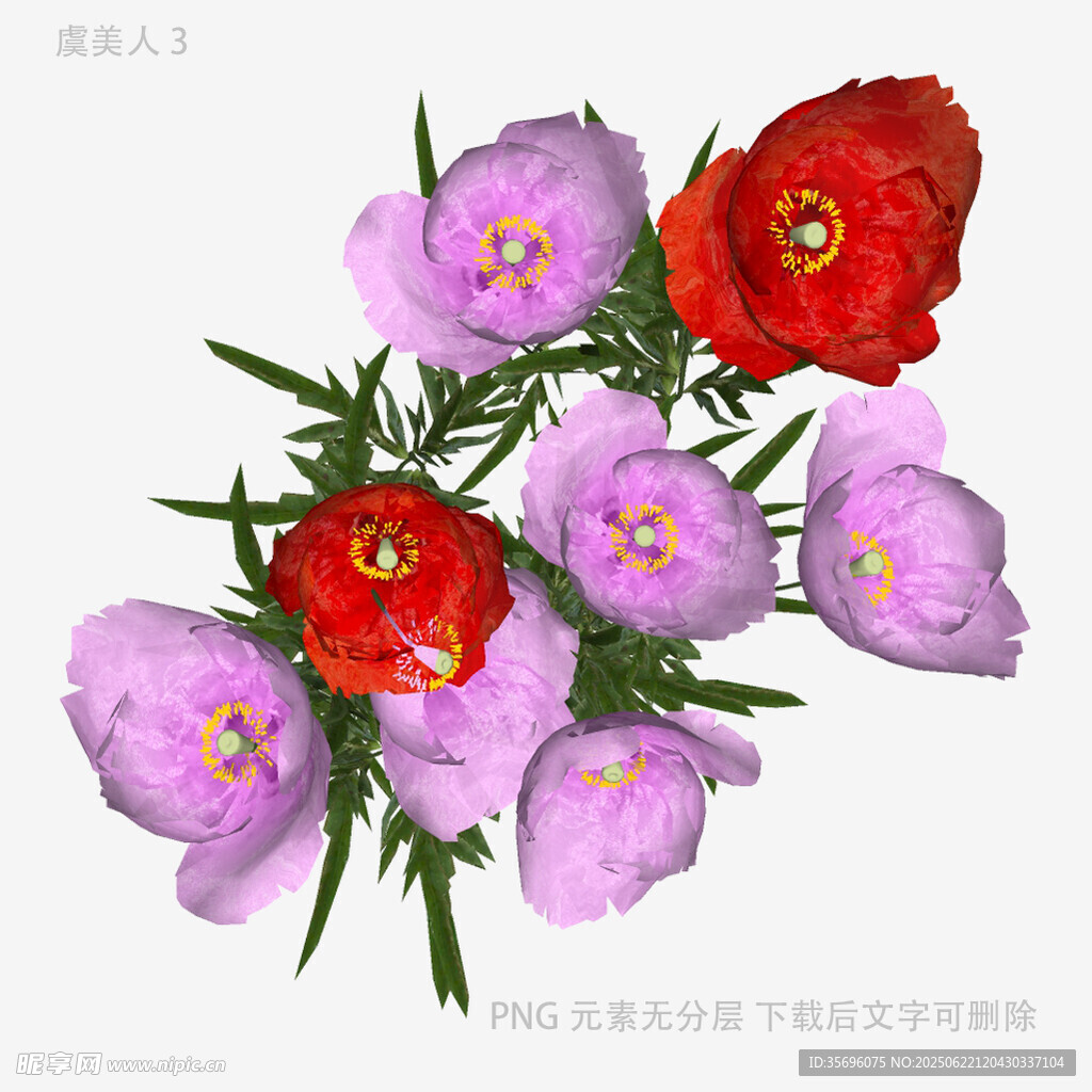 多彩芍药花绽放