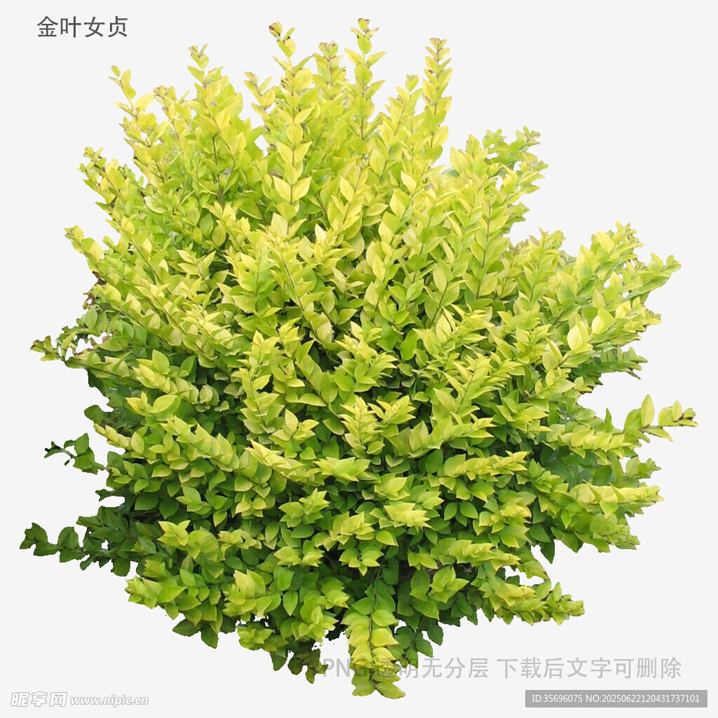 金叶女贞球植物景观