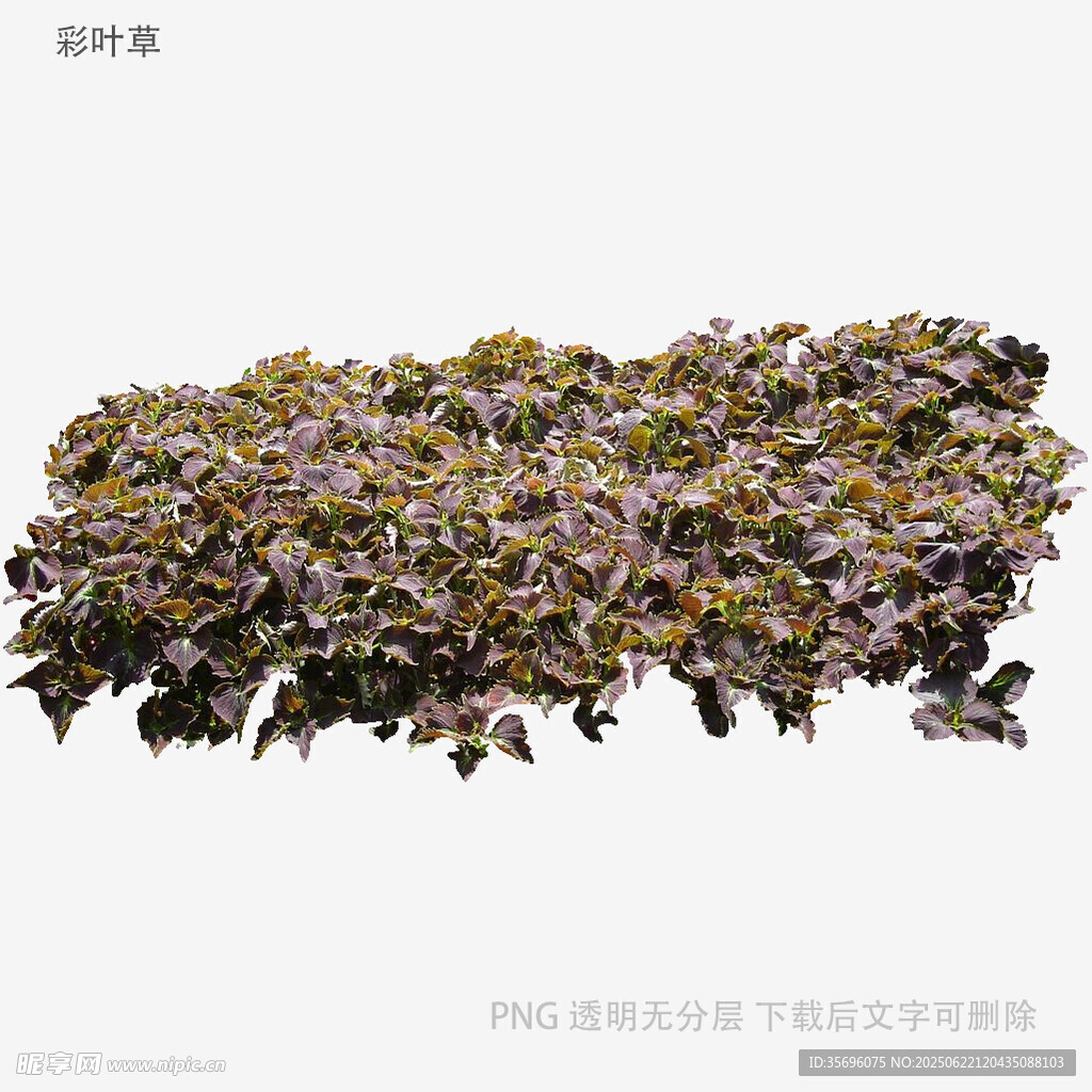 多彩多肉植物组合