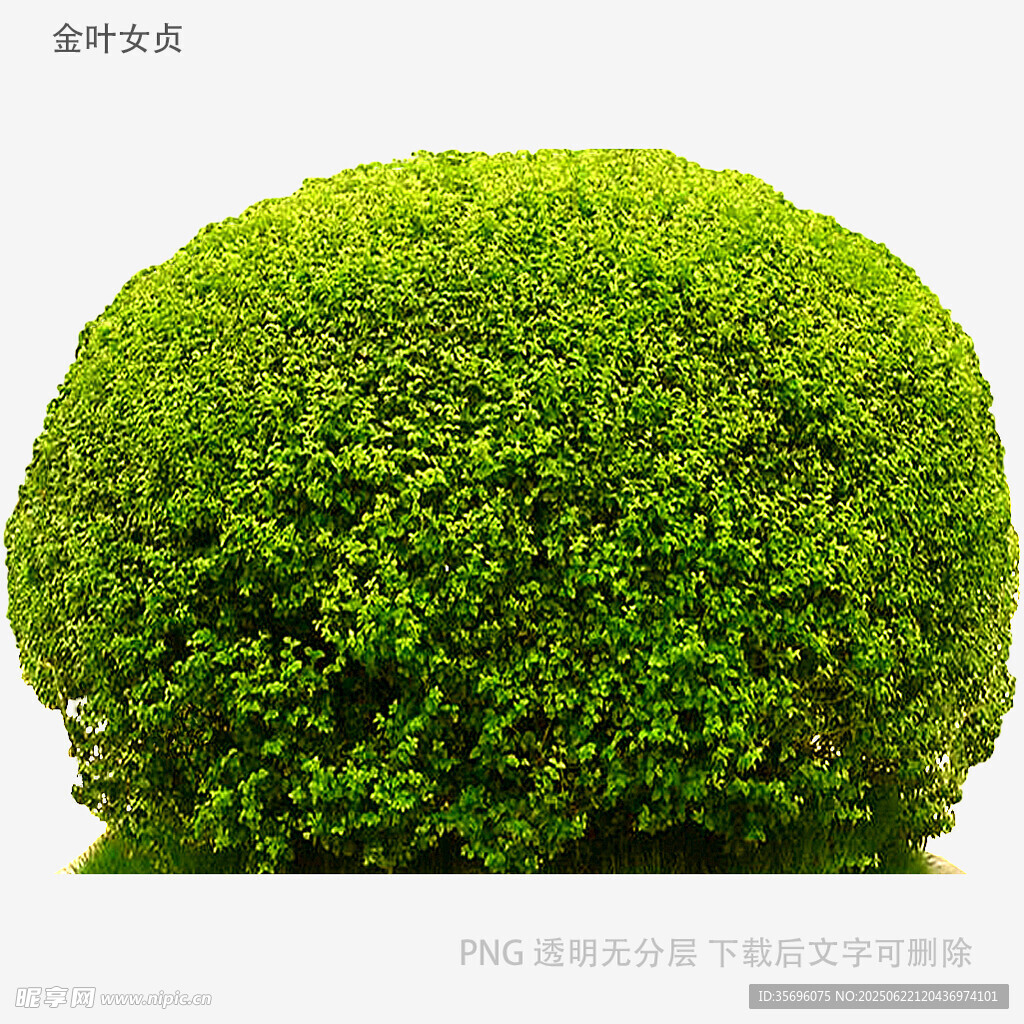球形绿植