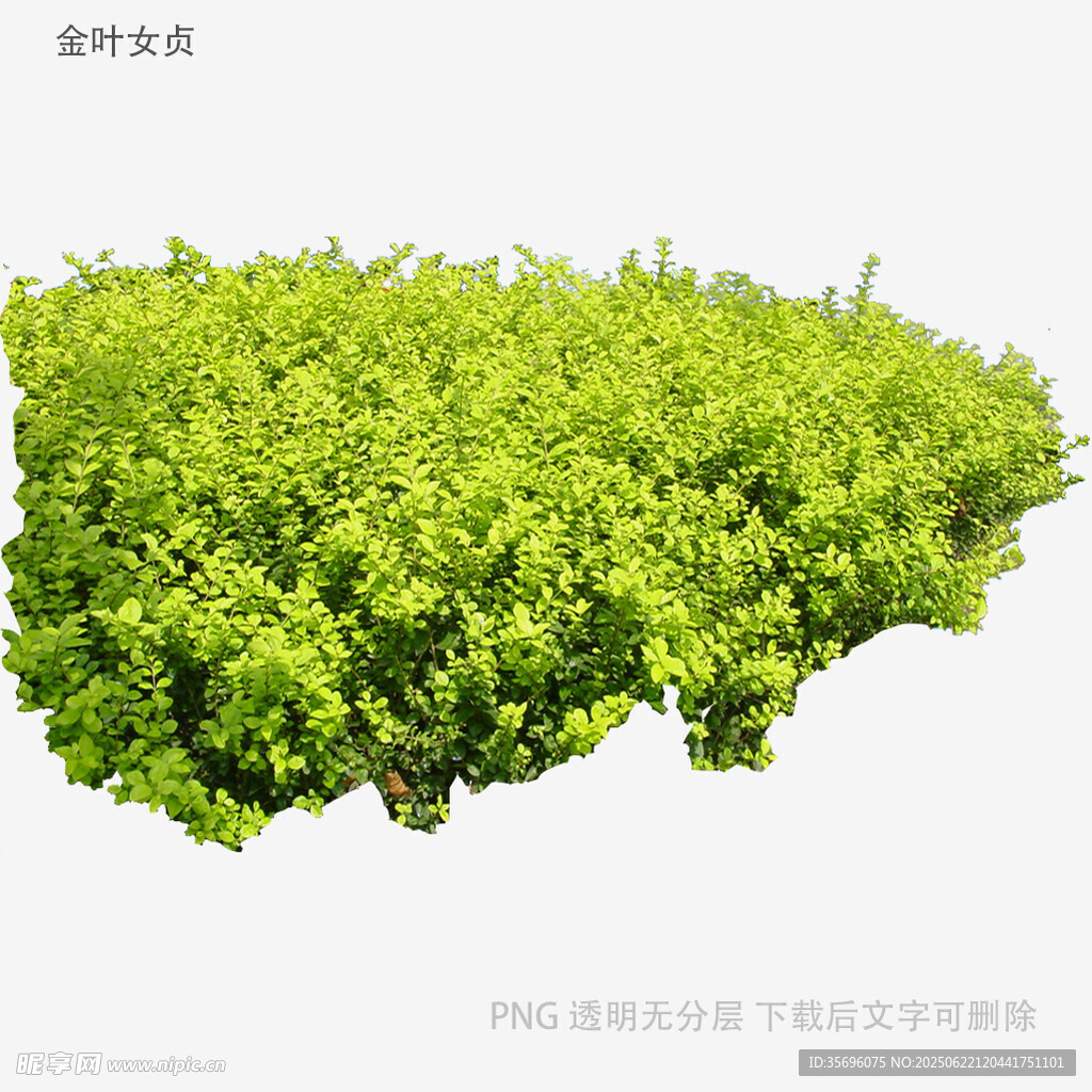 翠绿茂盛的绿植景观