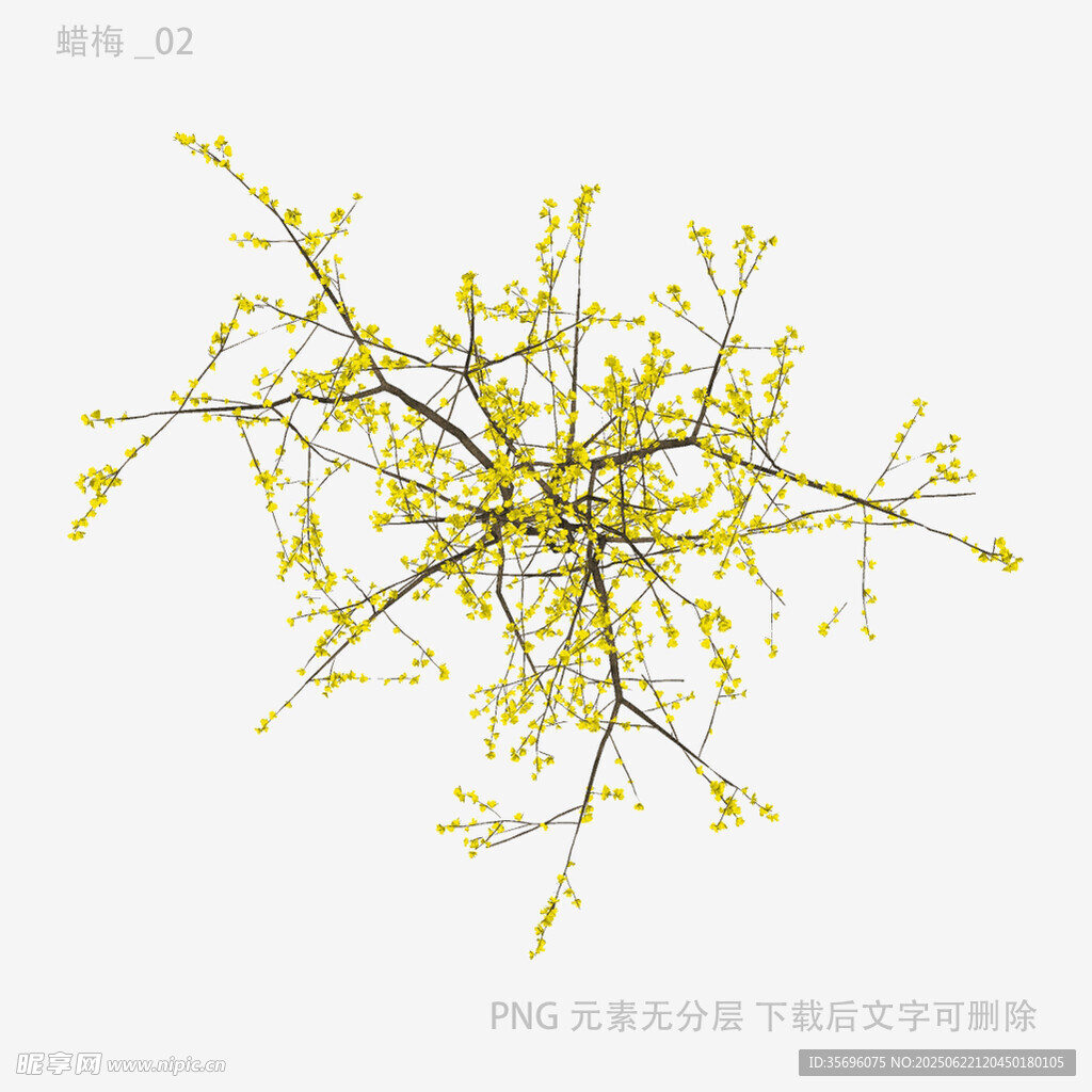 绽放的迎春花枝条