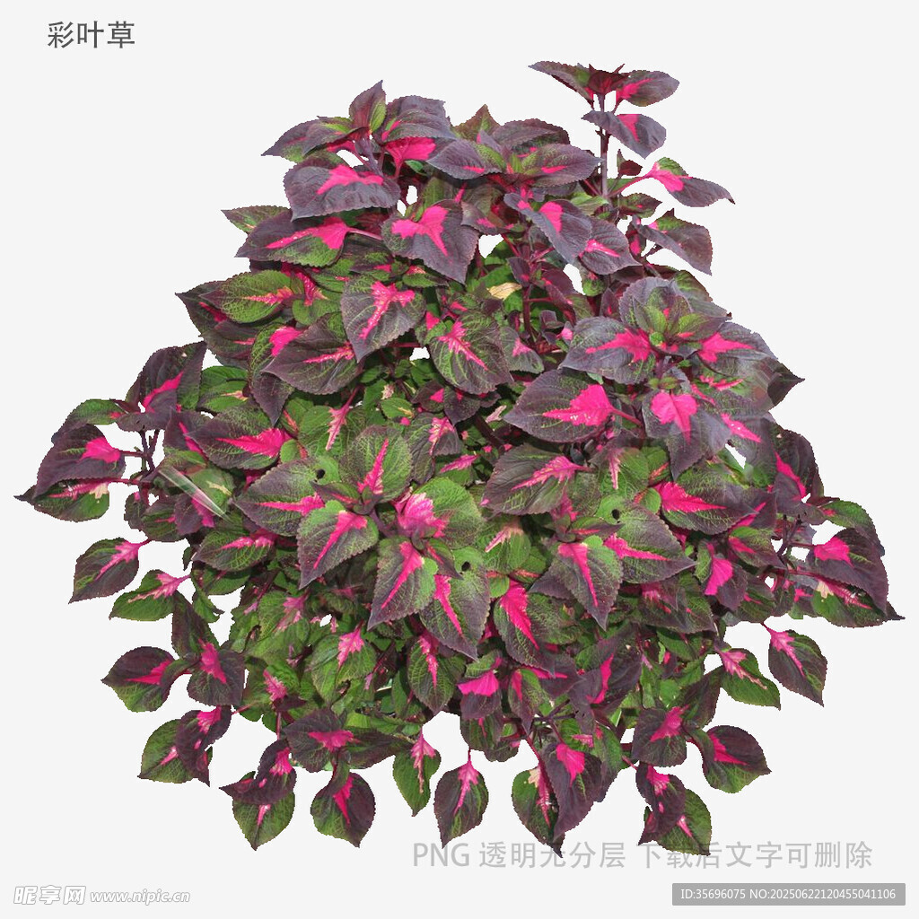 植物