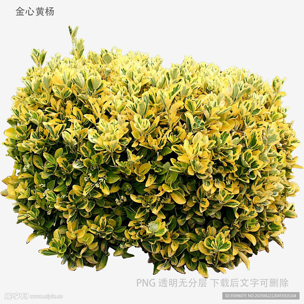 金黄绿叶球状灌木植物