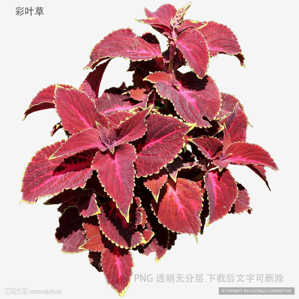 红叶彩叶草植物特写