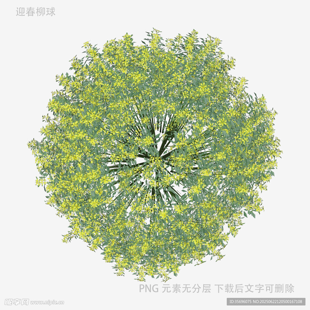 俯视视角的繁茂绿树