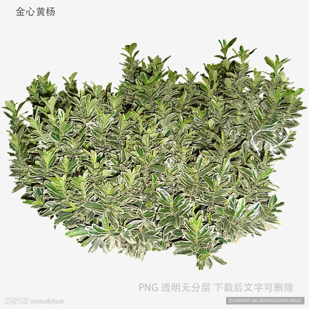 翠绿茂盛的植物丛