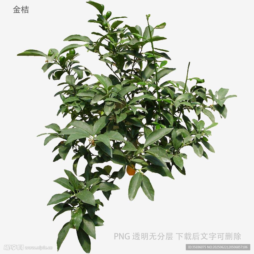 翠绿柑橘枝叶带小果实